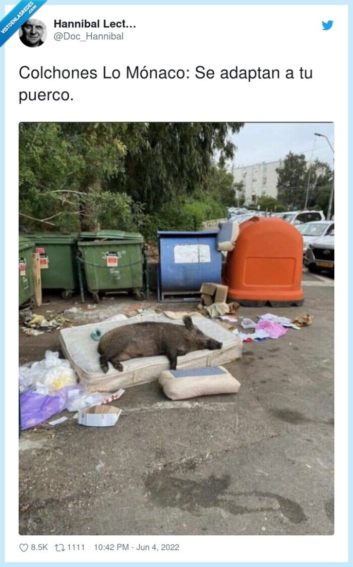 colchones,mónaco,adaptarse,puerco