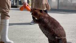 Enlace a ¿Me puedes dar otra para mi amigo, por favor?, por @Yoda4ever