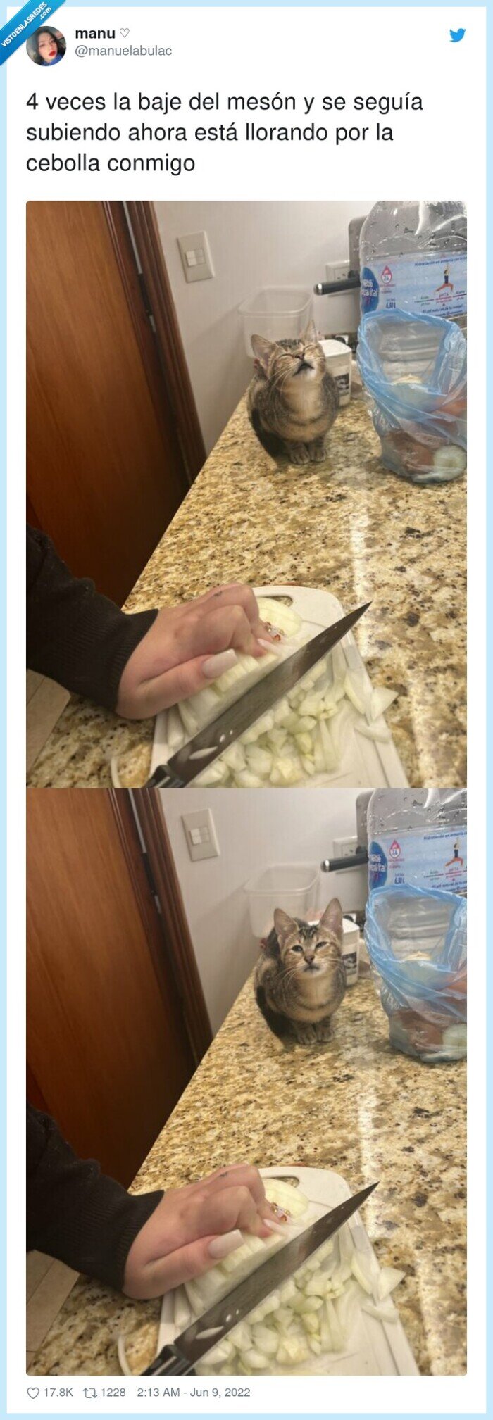 llorar,subiendo,cebolla,gato