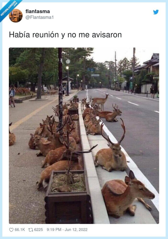 avisar,reuni&oacute;n,ciervos