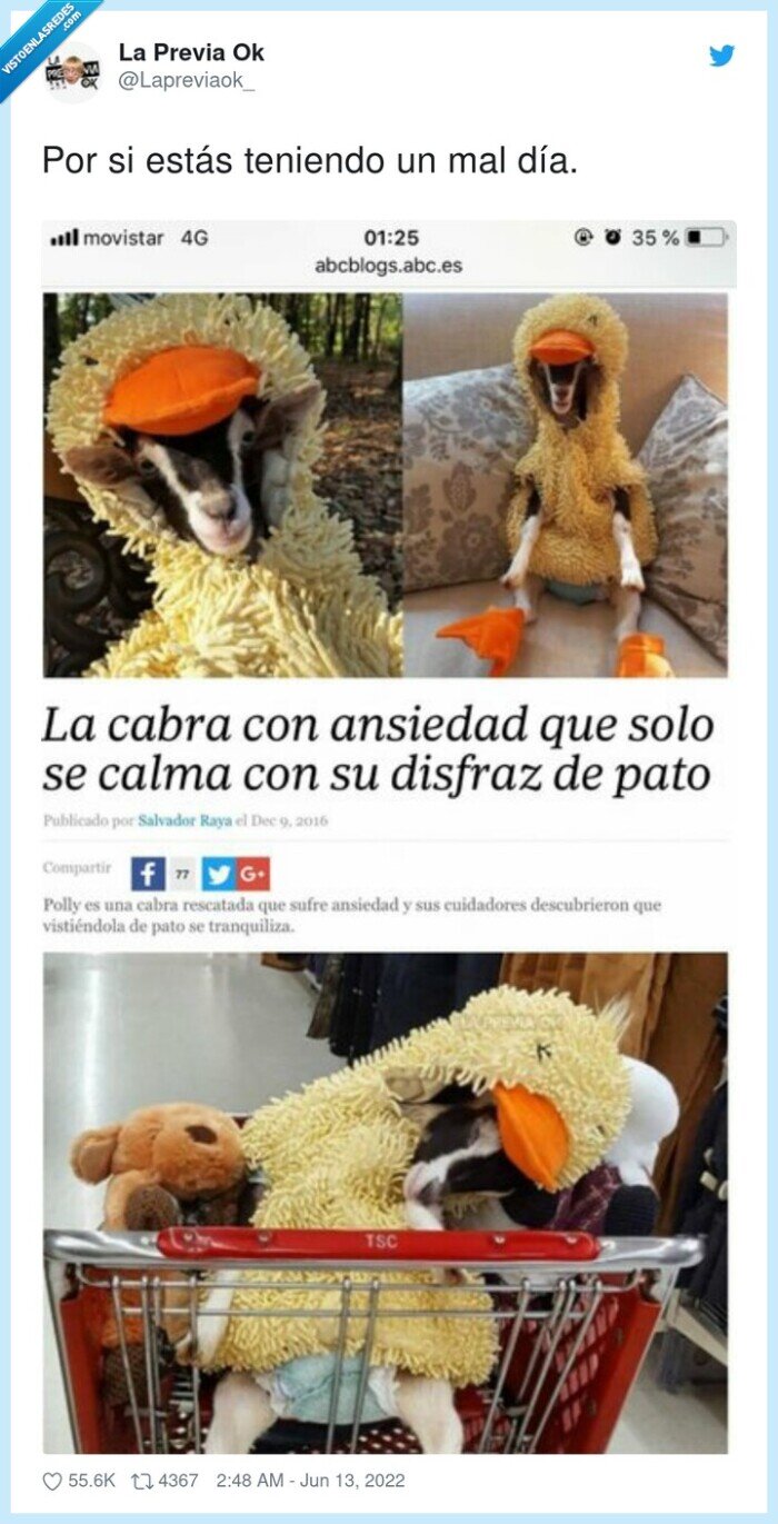 remember,depresión,cabra,pato,disfraz