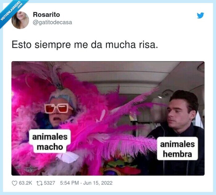machos,hembras,animales,plumas,risa