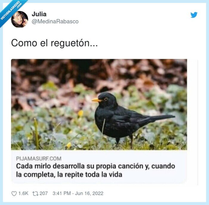 reguetón,mirlo,musica,canción,repetir