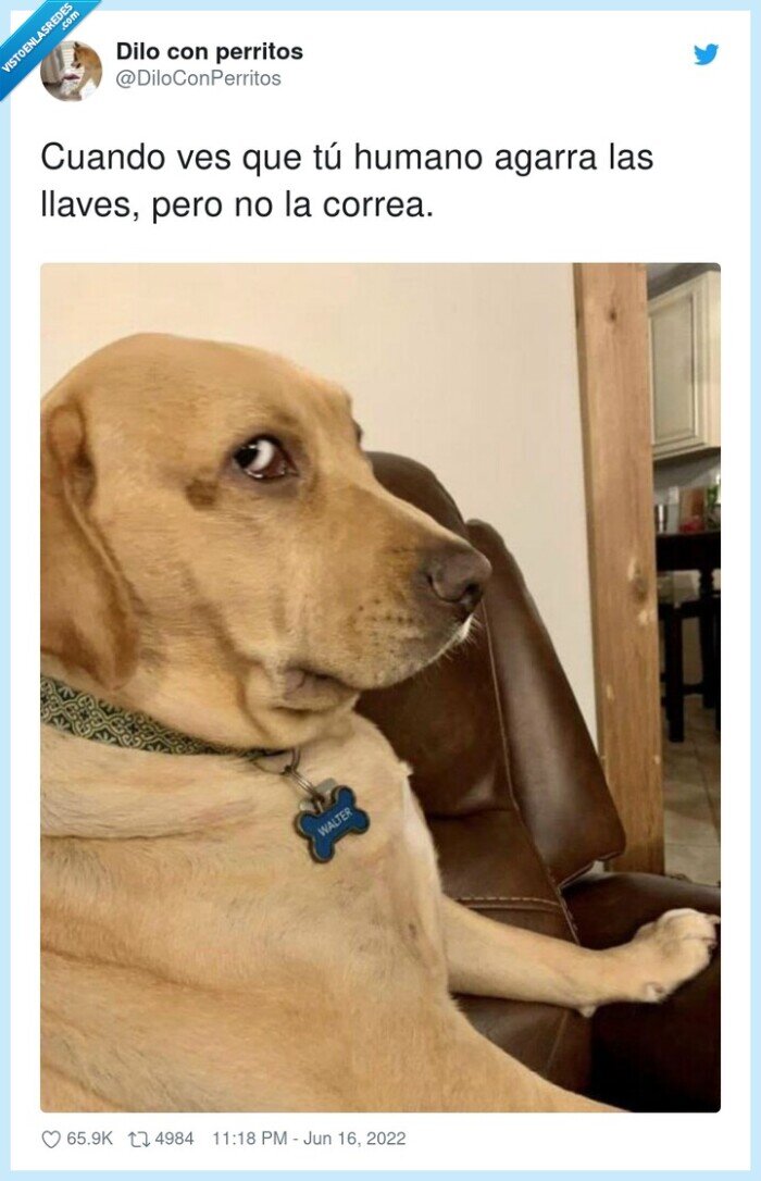 llaves,humano,agarrar,correa,pero