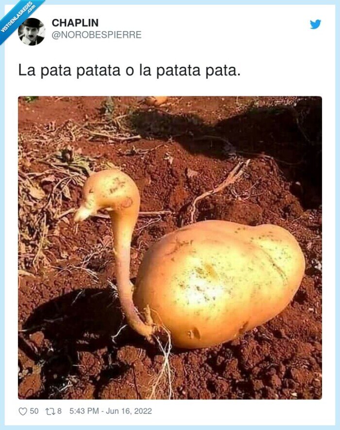 patata,pata