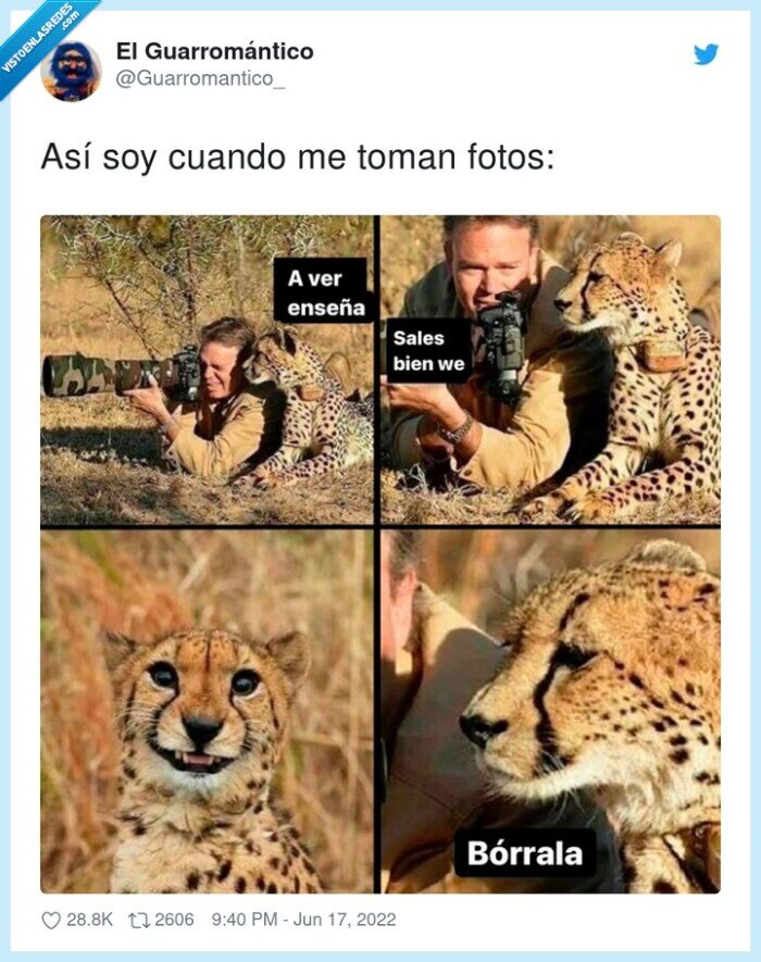 fotos,guepardo,quedar bien,borrar