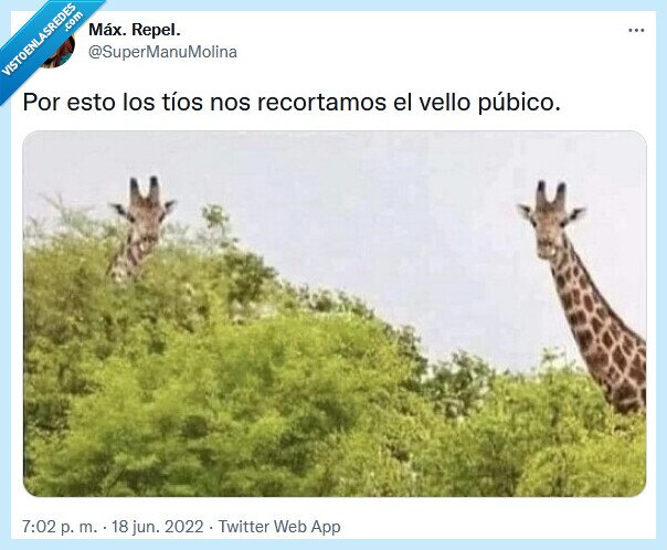 vello,púbico,jirafa,recortar