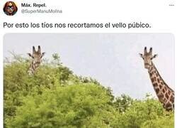 Enlace a Efectos ópticos gigantes por @supermanumolina