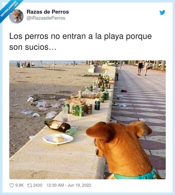 sucios,perros,entrar,playa