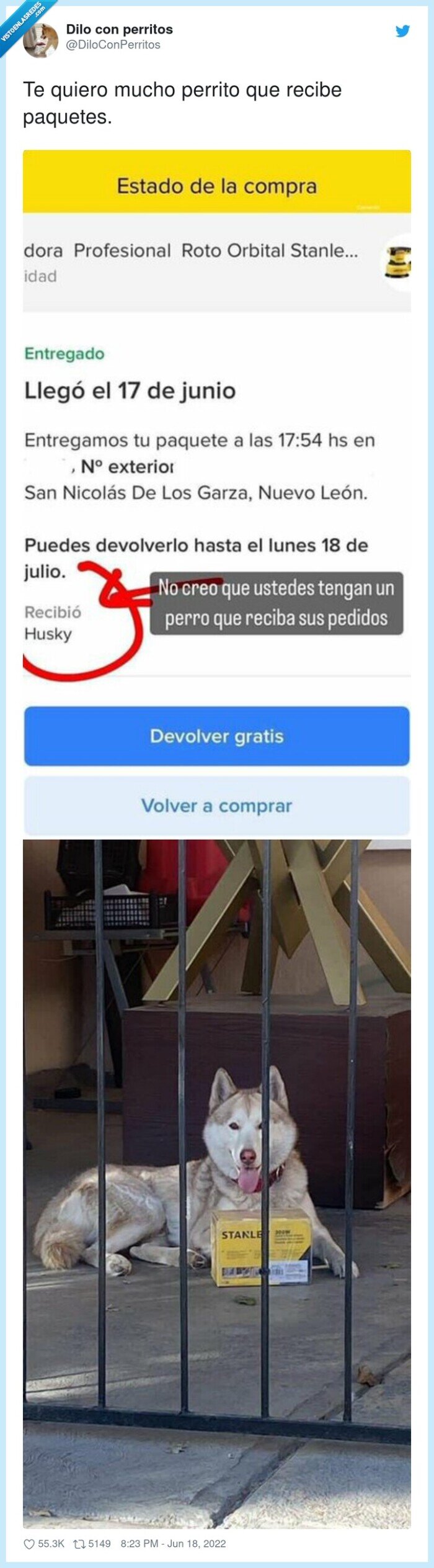 husky,perro,paquete,recibir