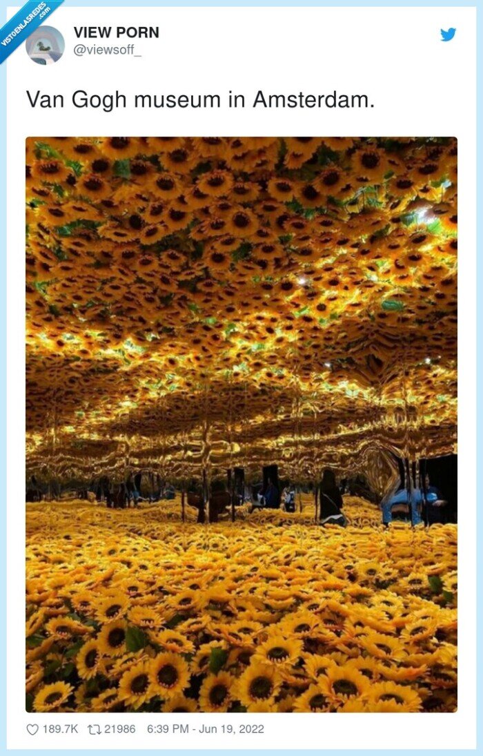 amsterdam,museum,van gogh,museo,girasoles