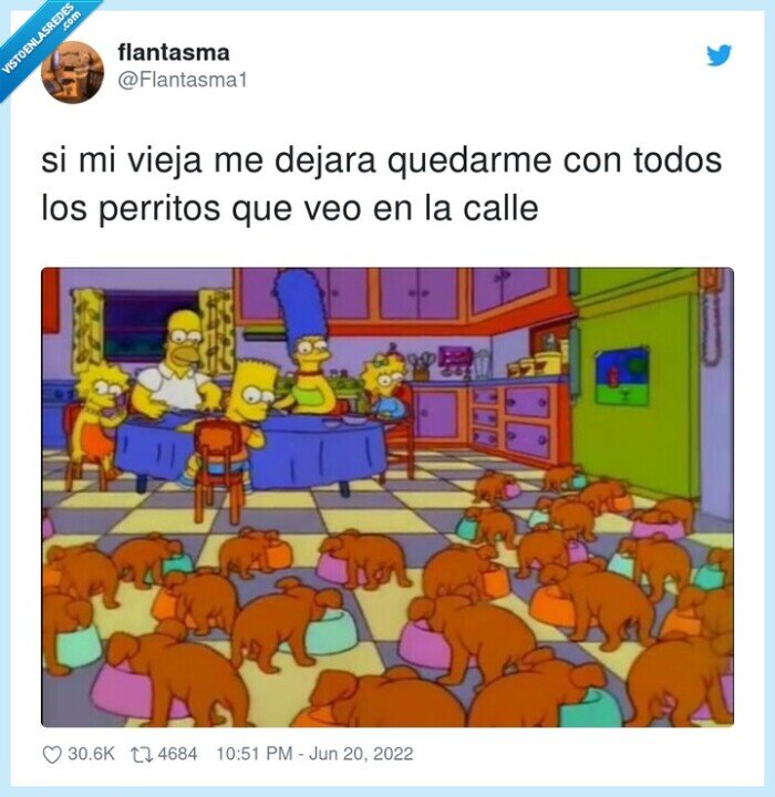 perritos,quedarme,dejar,callejeros