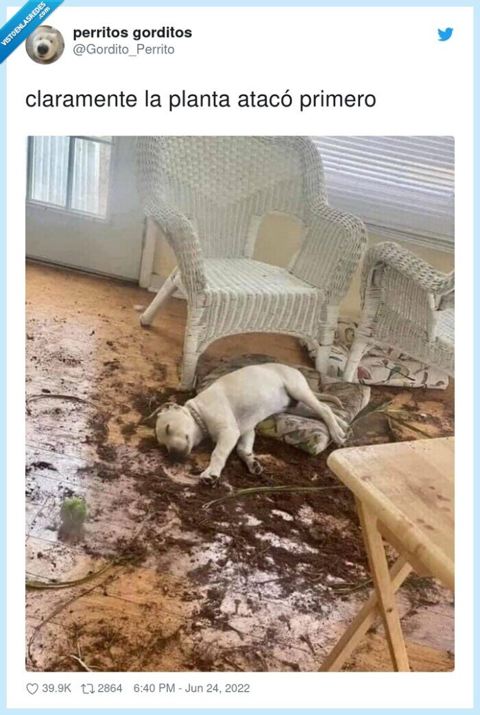 claramente,primero,planta,atacar,perro