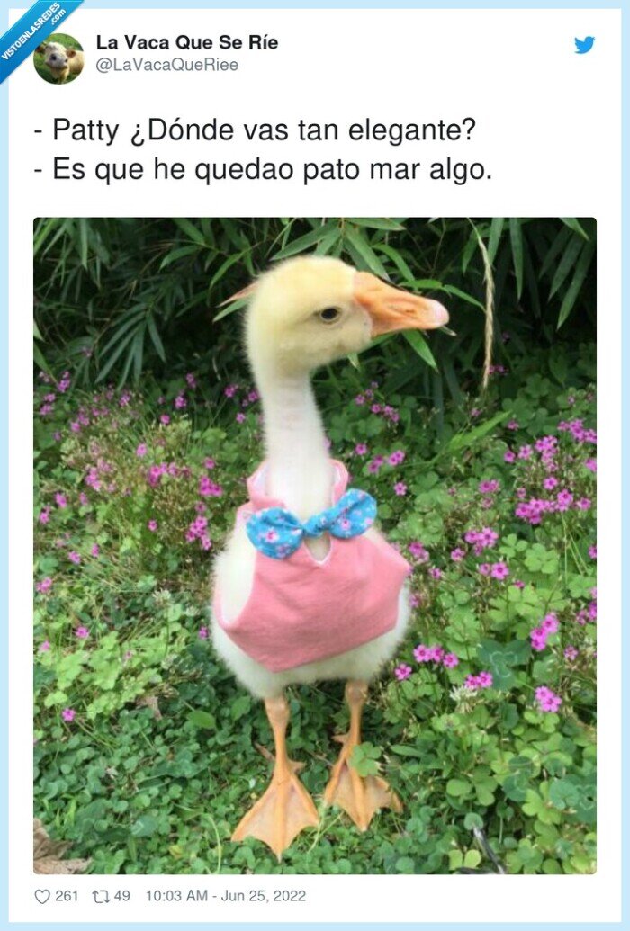 elegante,quedar,patty,pato,algo