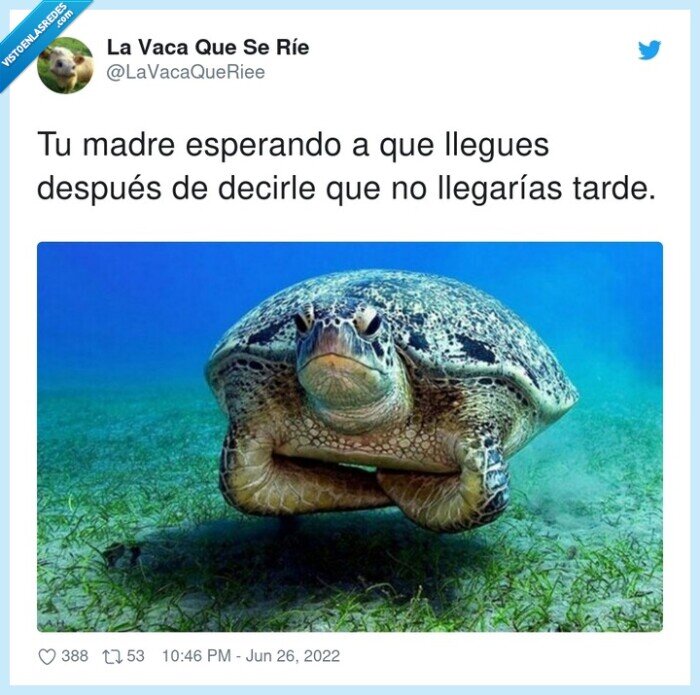 tortuga,esperando,madre