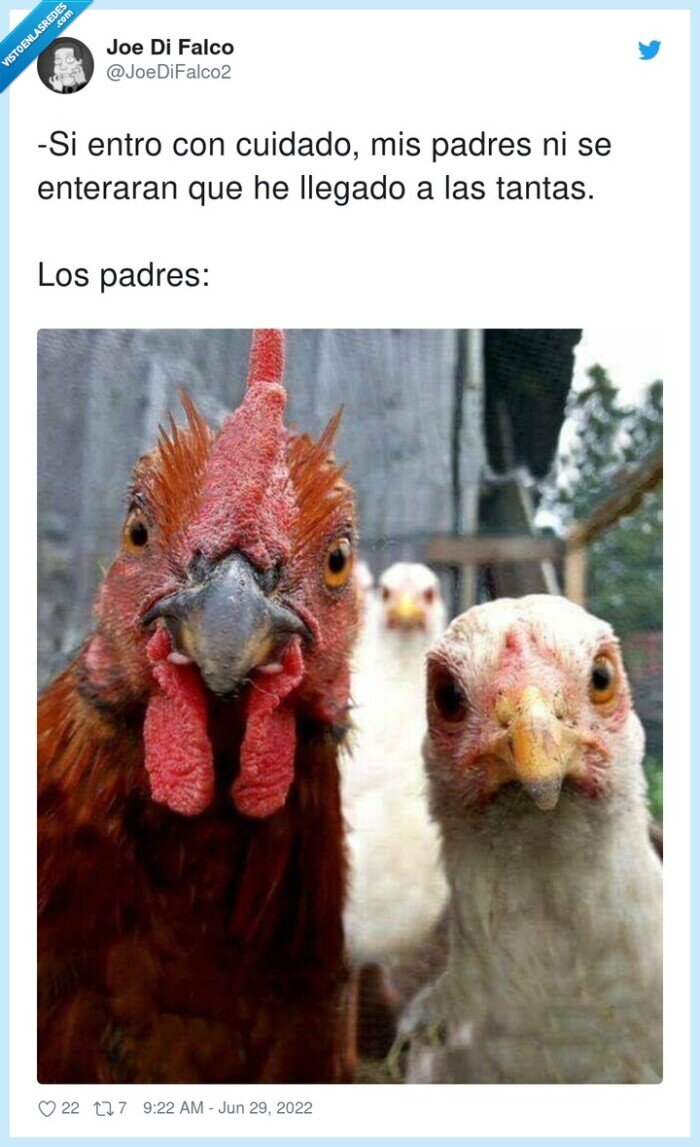 enterarse,cuidado,llegar,padres,gallo,gallina