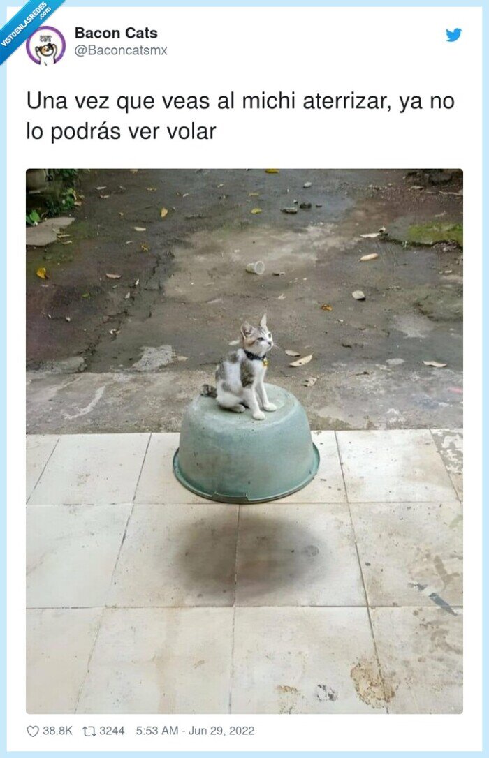 aterrizar,michi,volar,gato