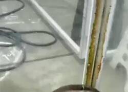 Enlace a Todo saldrá bien, amiga, por @buitengebieden