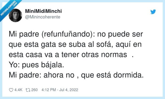 refunfuñando,dormida,normas,sofá,gato