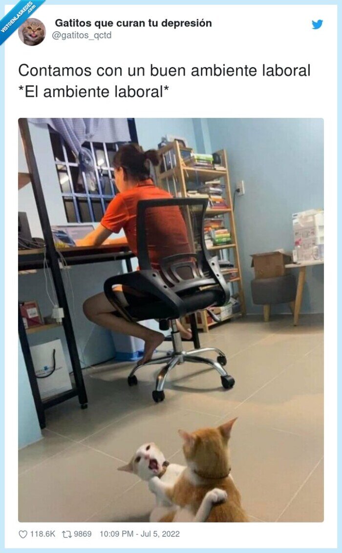trabajo,gatos,pelea