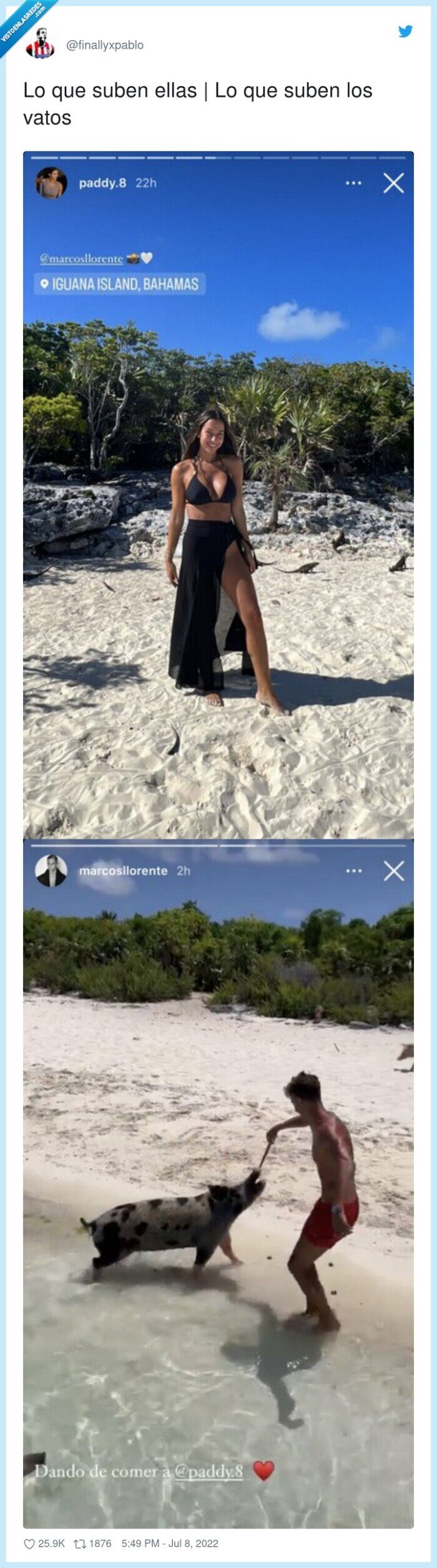 fotos,ellas,ellos,cerdos,mar,paraiso