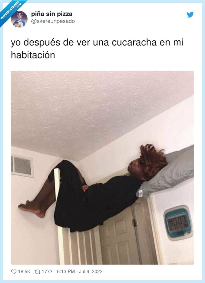 habitación,cucaracha,puerta,arriba