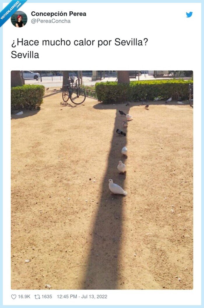 sevilla,mucho,calor,aves,pajaros