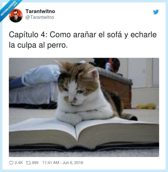 capítulo,arañar,echarle,sofá,culpa,perro
