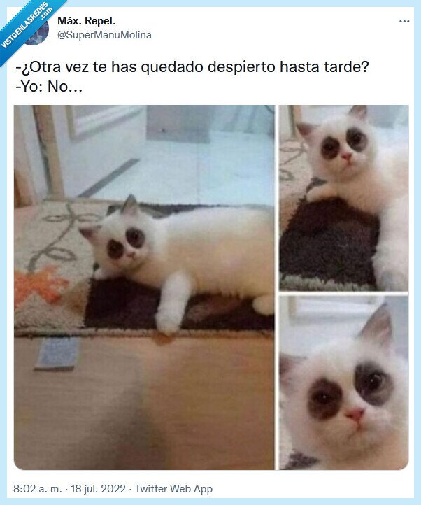 despierto,tarde,gato,ojeras