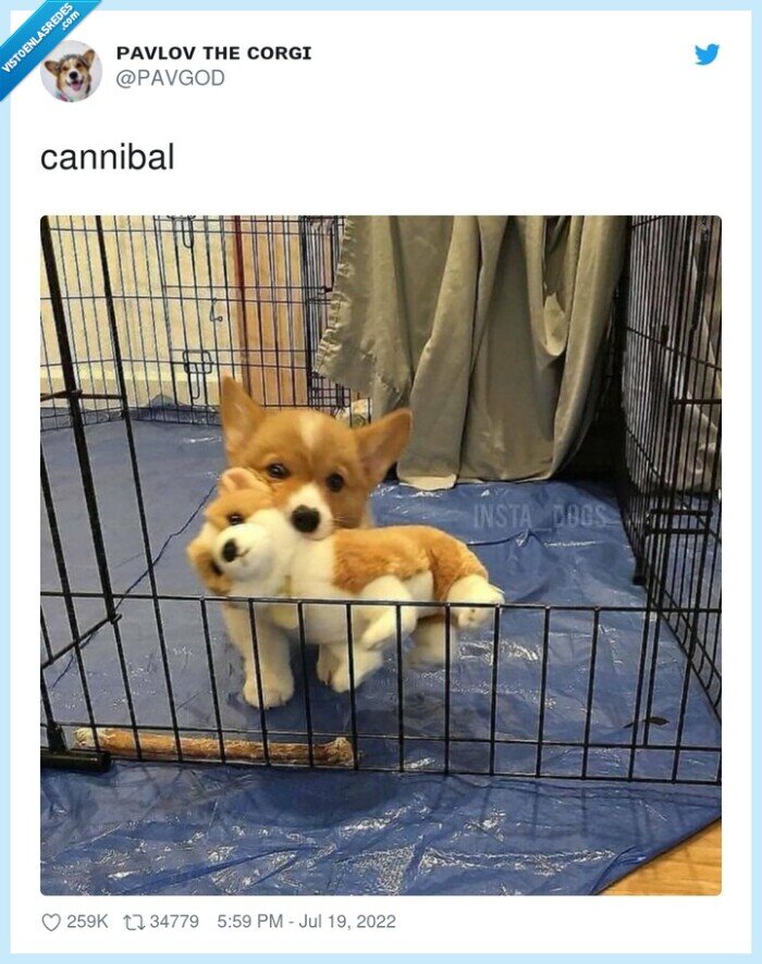 cannibal,perro,corgi