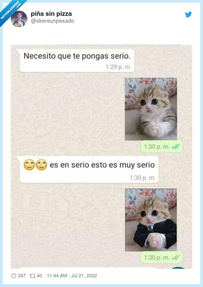 serio,gato