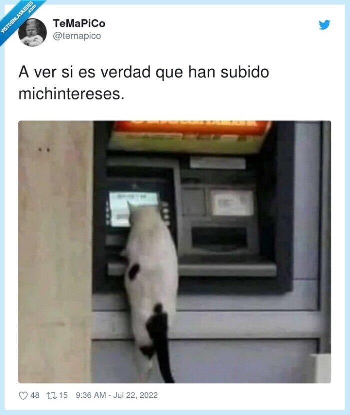 michintereses,intereses,michi,gato,cajero