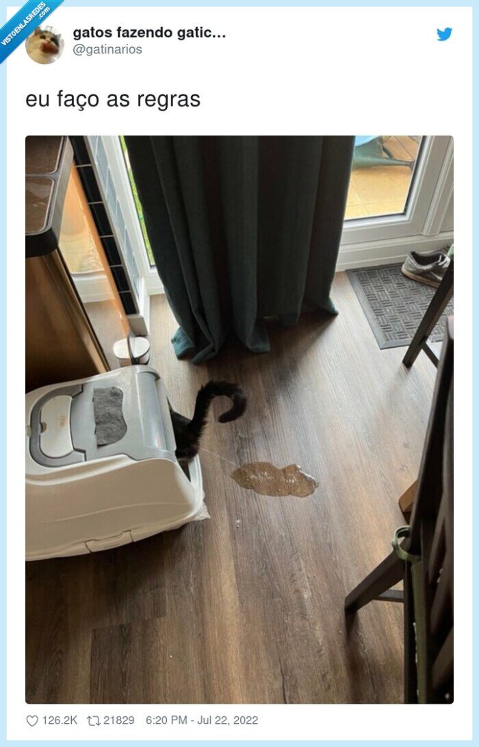 reglas,gato,meadero,mear,fuera