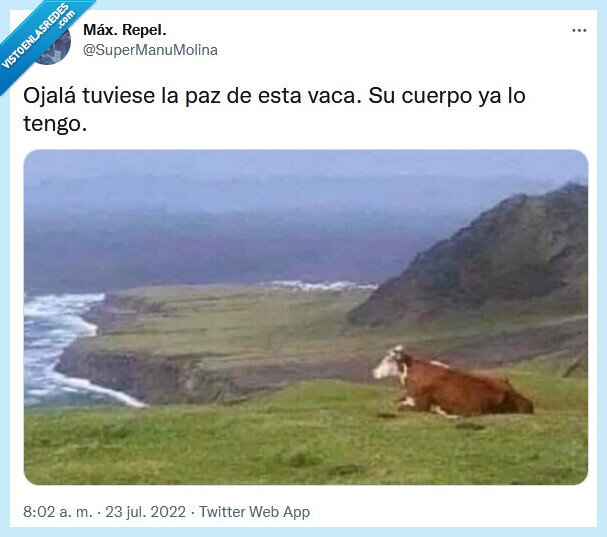 vaca,cuerpo,paz