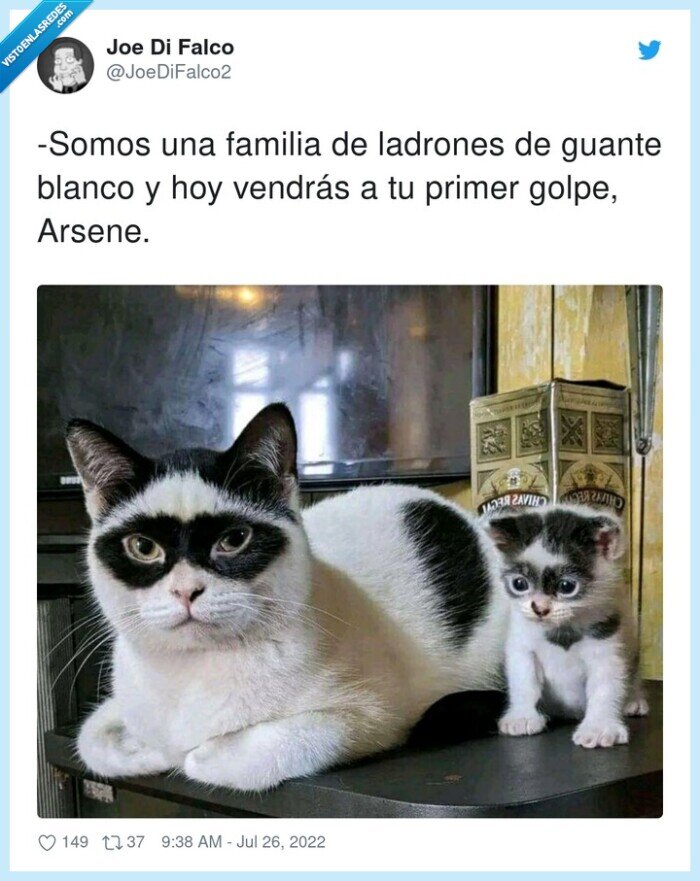 ladrones,familia,guante blanco,gatos