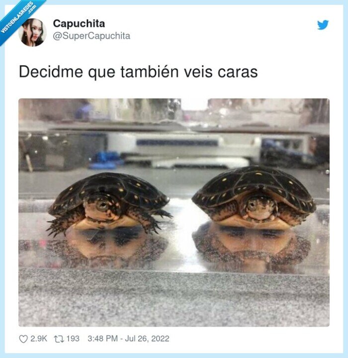 caras,tortugas