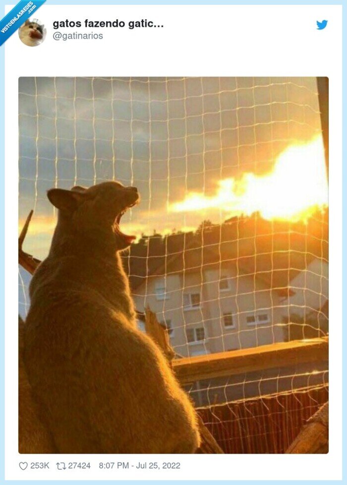 gatos,calor,sol,fuego