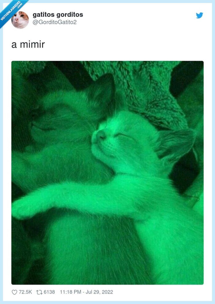 dormir,gatos,buenas,noches