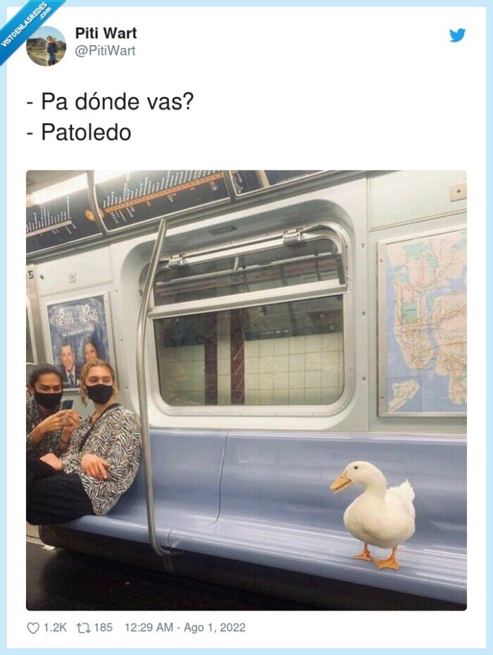 patoledo,pato,metro