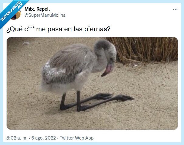 piernas,rodillas,pájaro