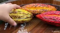 Enlace a Así se hace el chocolate desde la fruta (cacao) hasta la barra en tus manos, por @saintloyal