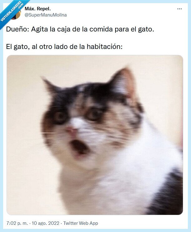 caja,dueño,gato,comida,agitar