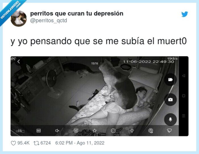 fantasmas,camara,perro