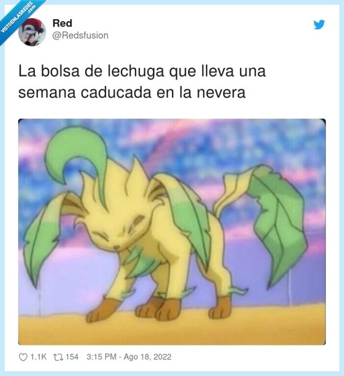 caducada,lechuga,nevera,bolsa