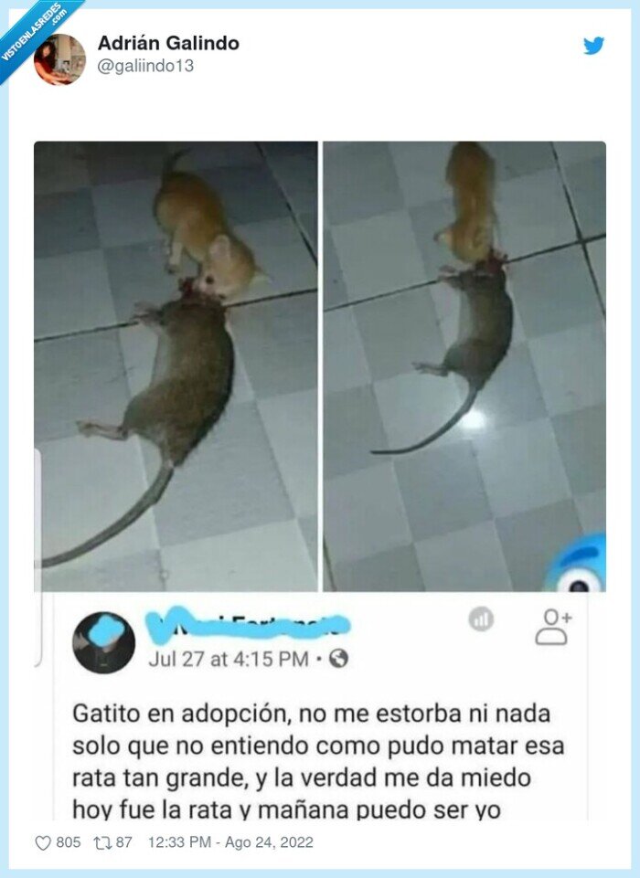 gatito,adopción,rata,asesino