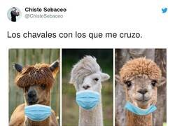 Enlace a Todos van así, por @ChisteSebaceo
