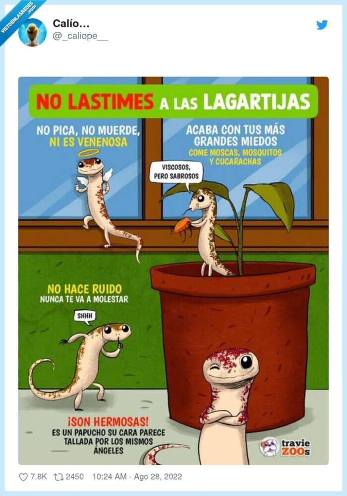 lagartija,cuidar,cracks