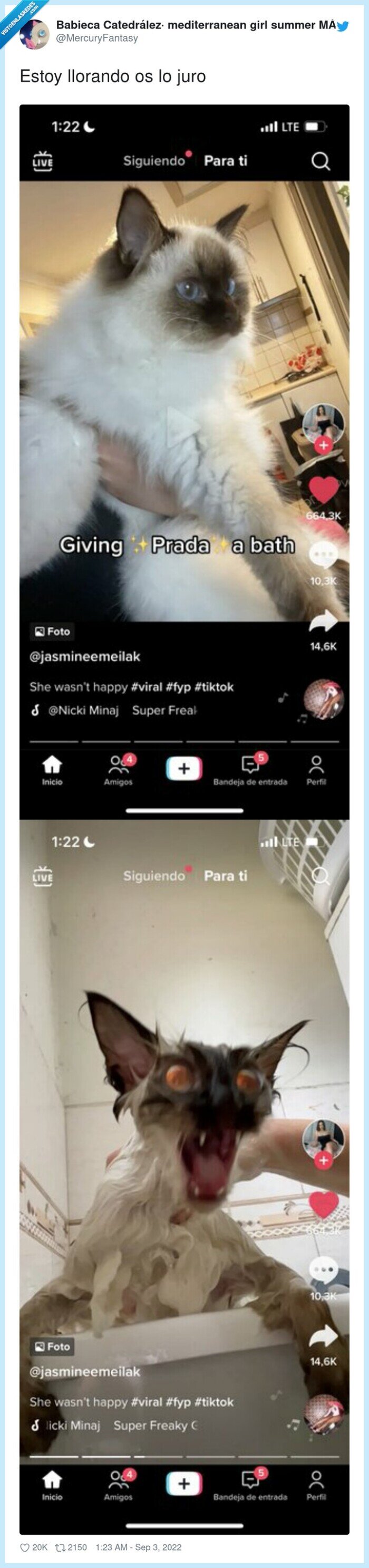 prada,gato,baño,demonio