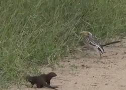 Enlace a Clava su actuación, por @_TheFigen