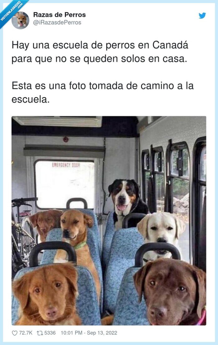 escuela,canadá,perros,tomada,camino